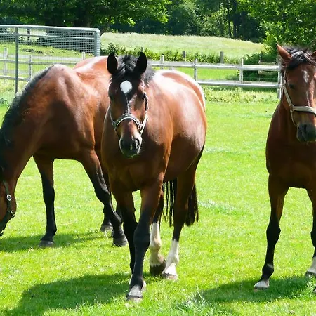 Ponyhof Naeve Am Wittensee Gross Wittensee