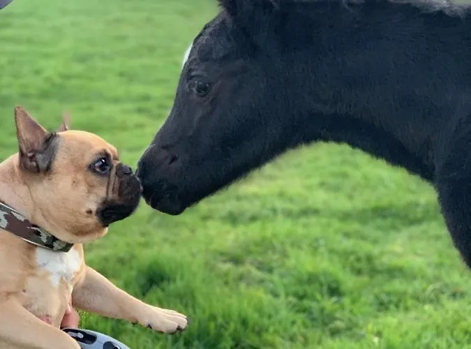 Ponyhof Naeve Am Wittensee Vakantieboerderij