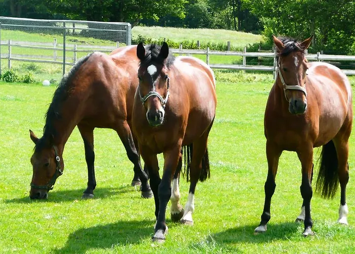 Ponyhof Naeve Am Wittensee Gross Wittensee
